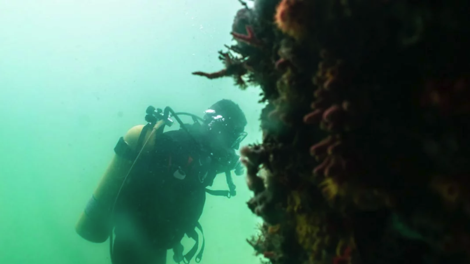 Mergulho de monitoramento em recife de coral